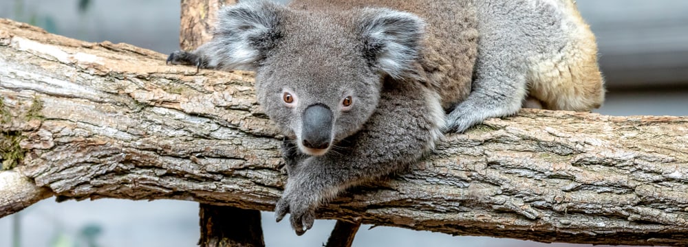 Foto: Zoo Zürich, Albert Schmidmeister Koala Mikey im Australienhaus im Zoo Zürich.