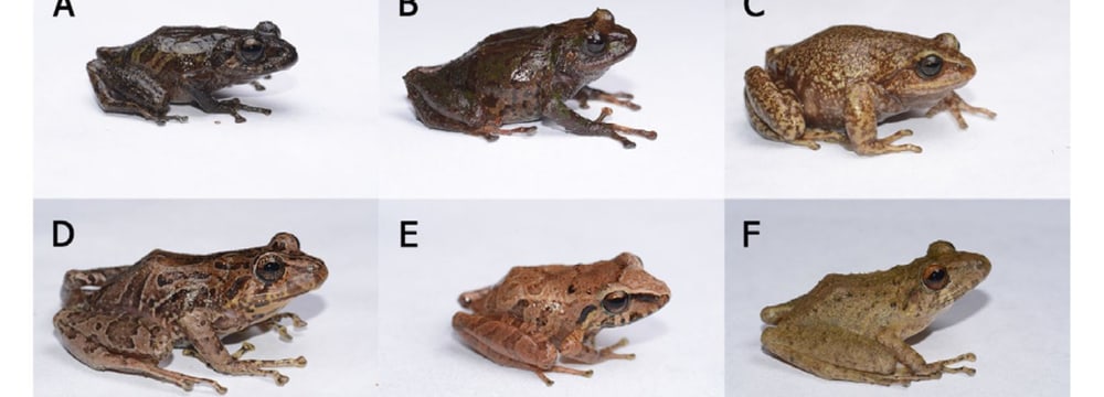 Bildertafel mit Fotos von sechs Amphibien Kolumbiens.