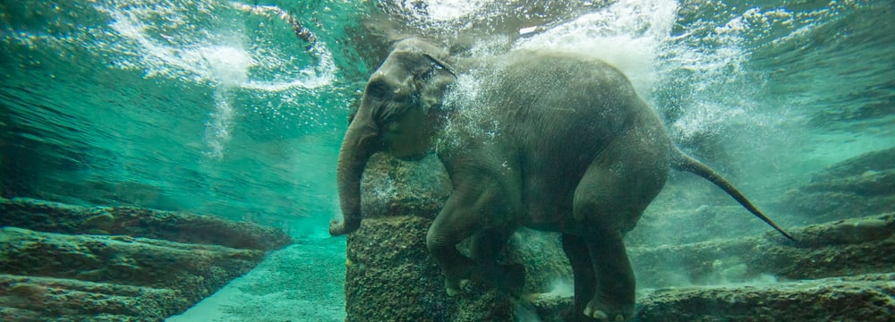 Foto: Zoo Zürich, Enzo Franchini Asiatischer Elefant beim Schwimmen im Zoo Zürich