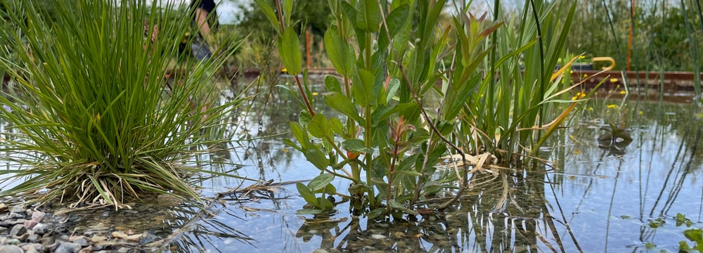 Mock-up der Sumpflandschaft für die Pantanal Voliere.