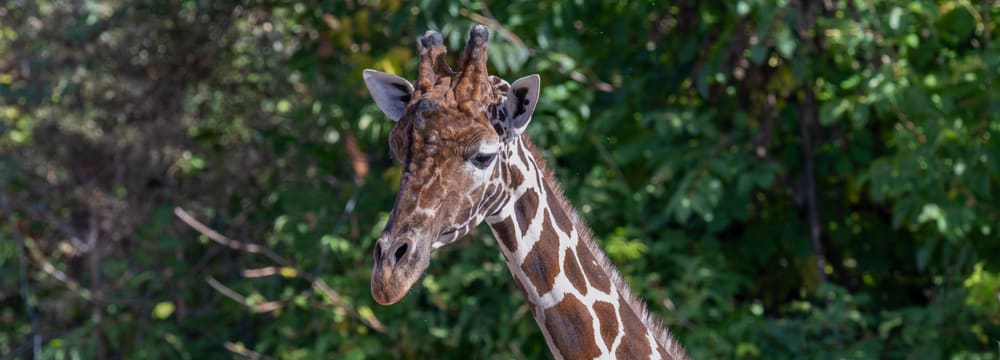 Giraffenbulle Obi, Kopf und Hals