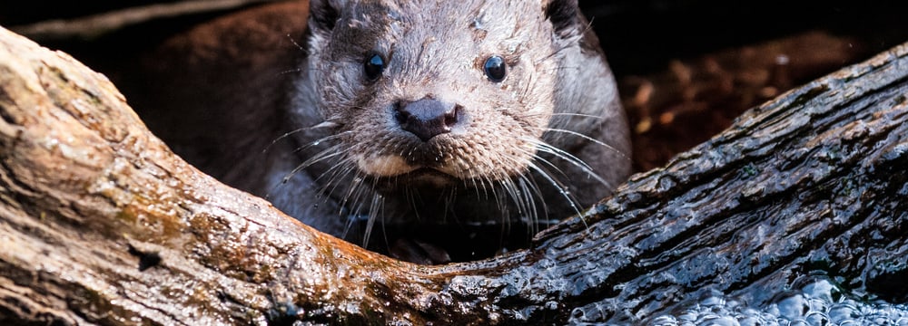 Foto:Zoo Zürich, Karsten Blum Europäischer Fischotter im Zoo Zürich