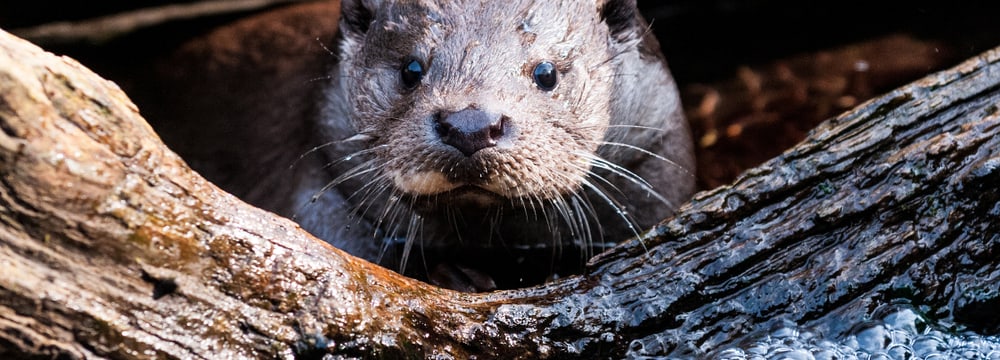 Europäischer Fischotter im Zoo Zürich