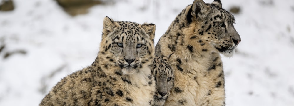 Schneeleoparden Warjun, Wajra und Saida im Schnee im Zoo Zürich, Dezember 2022.