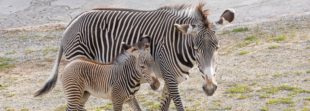 Mutter und Jungtier der Grevy-Zebras im Zoo Zürich.