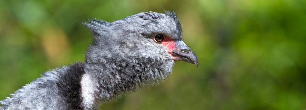 Foto: Zoo Zürich, Enzo Franchini Halsband-Wehrvogel im Zoo Zürich.