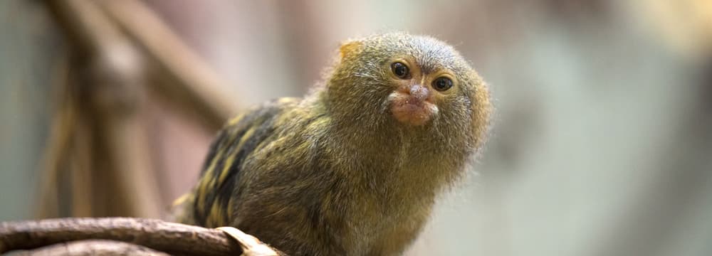 Foto: Zoo Zürich, Enzo Franchini Zwergseidenäffchen im Zoo Zürich.