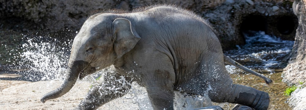 Umesh Zoo-News Bild: Enzo Franchini