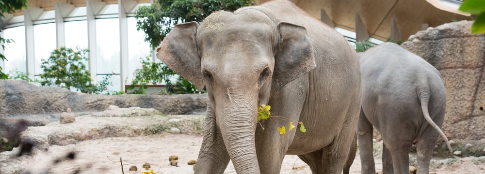 Asiatischer Elefant beim Fressen