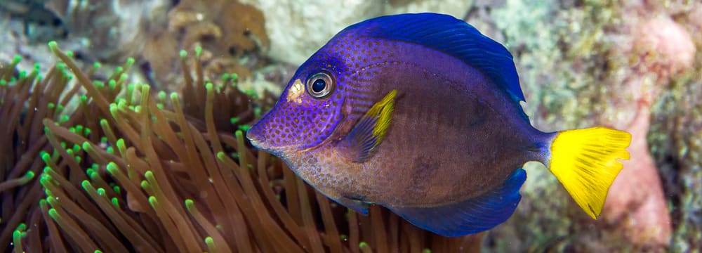Image: Zurich Zoo, Enzo Franchini Yellowtail Tang