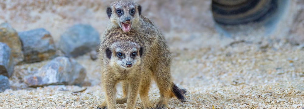 Foto: Zoo Zürich, Albert Schmidmeister Erdmännchen in der Lewa Savanne des Zoo Zürich.