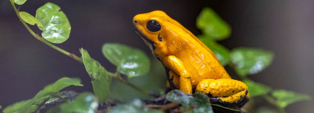 Foto: Zoo Zürich, Enzo Franchini Goldener Pfeilgiftfrosch im Zoo Zürich.