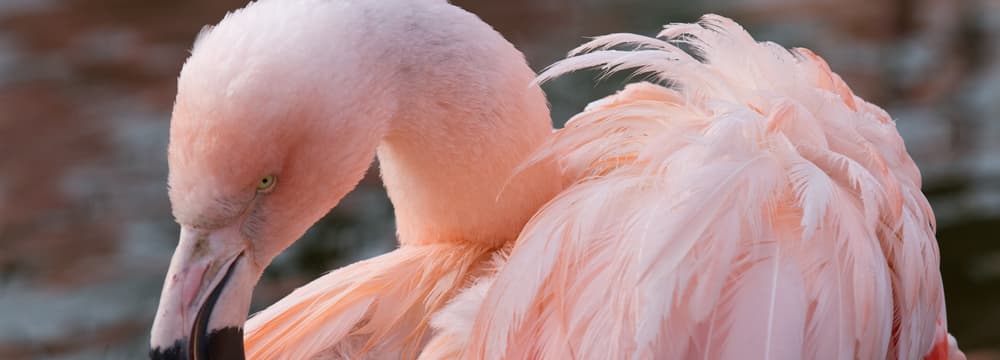 Chilean flamingo at Zoo Zurich