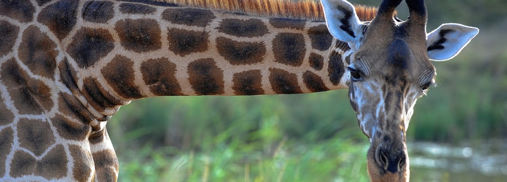 Giraffe im Lewa Wildlife Conservancy in Kenia.