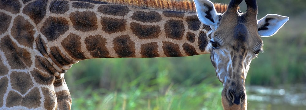 Foto: Zoo Zürich, Martin Bucher Giraffe im Lewa Wildlife Conservancy in Kenia.