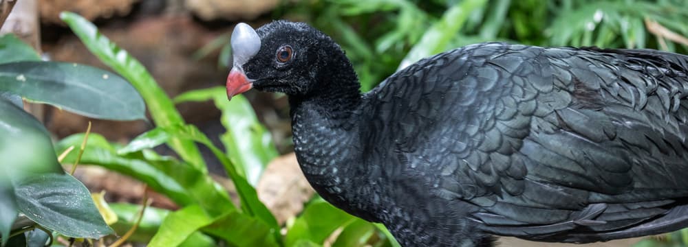 Foto: Zoo Zürich, Enzo Franchini Helmhokko im Zoo Zürich