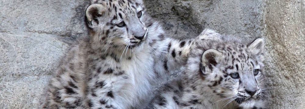 Foto: Zoo Zürich, Peter Bolliger Die jungen Schneeleoparden Wajra und Warjun im Zoo Zürich.