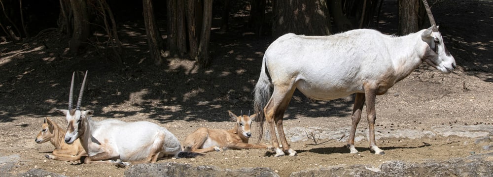 Arabische Oryx mit Jungtieren im Zoo Zürich.