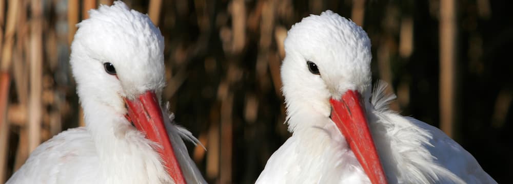 Foto: Zoo Zürich, Enzo Franchini Europäischer Weissstorch im Zoo Zürich.