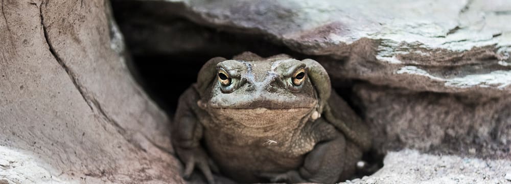 Foto: Zoo Zürich, Tobias Kramer Coloradokröte im Zoo Zürich.
