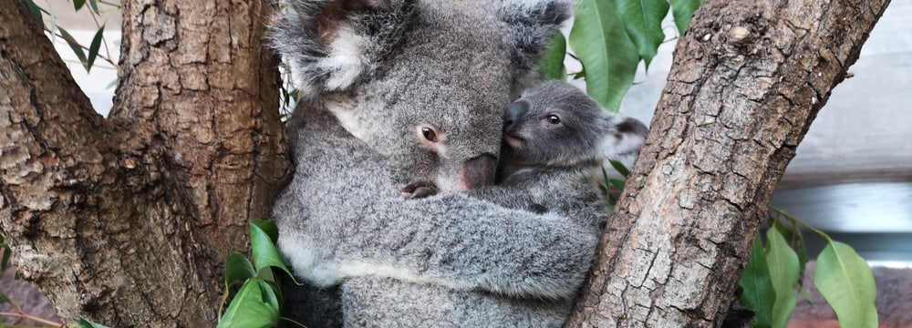 Koala Pippa mit ihrem Jungtier Uki im Zoo Zürich.