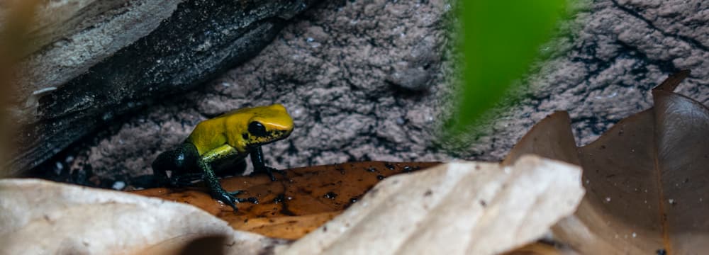 Foto: Zoo Zürich, Samer Angelone Phyllobate bicolore