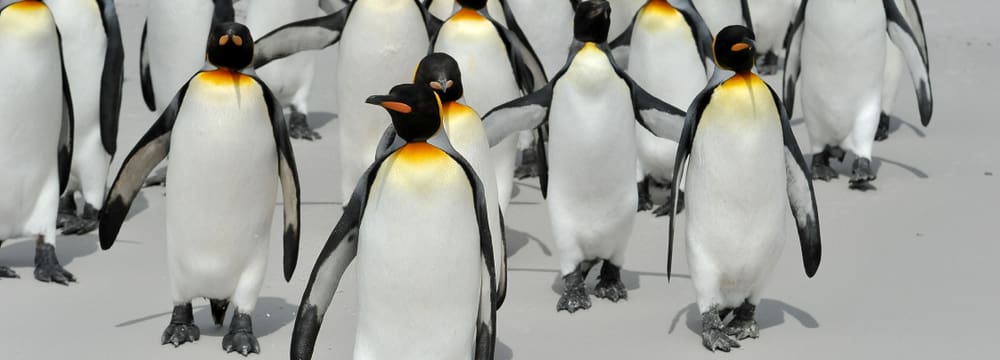 Foto: Antarctic Research Trust, Benno Lüthi Pinguine in der Antarktis