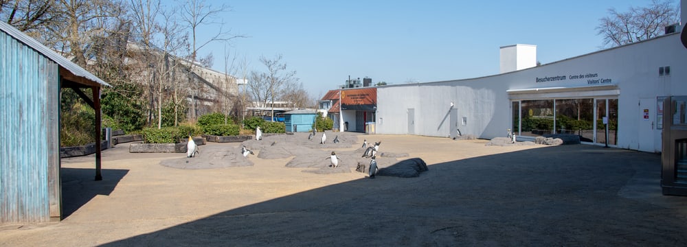 Zoo Zürich im März 2020, für die Besucher aufgrund der Covid-19-Pandemie geschlossen.