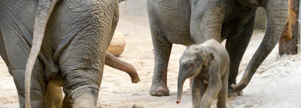 Foto: Zoo Zürich, Cordula Galeffi Junger Asiatischer Elefant im Kaeng Krachan Elefantenpark.