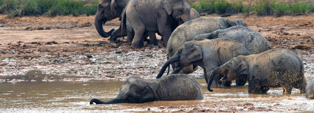 Wilde Asiatische Elefanten im Kaeng Krachan Nationalpark in Thailand.