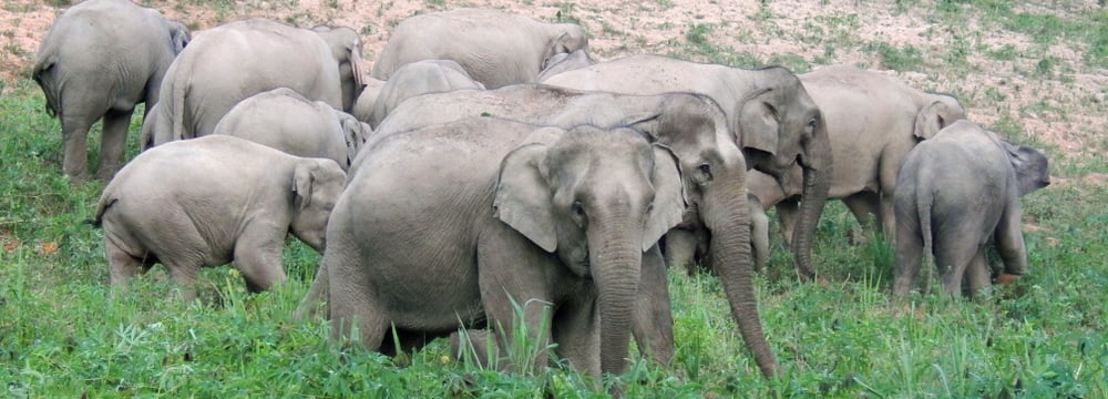 Foto: WCS Thailand Asiatische Elefanten im Kaeng Krachan Nationalpark in Thailand