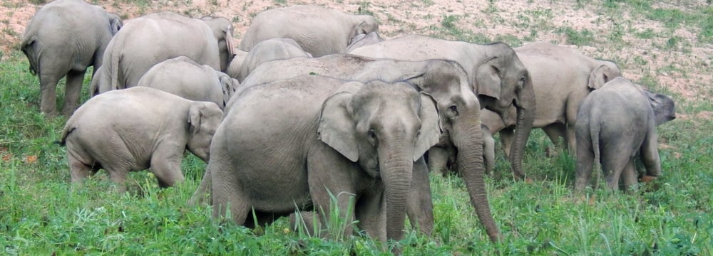 Asiatische Elefanten im Kaeng Krachan Nationalpark in Thailand