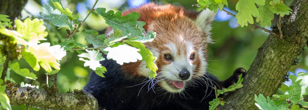 Kleiner Panda Tiang Tang im Zoo Zürich.