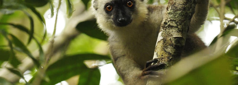Weisskopfmaki im Masoala Nationalpark.