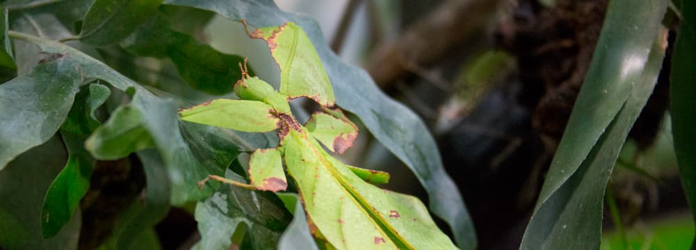 Wandelndes Blatt im Zoo Zürich.