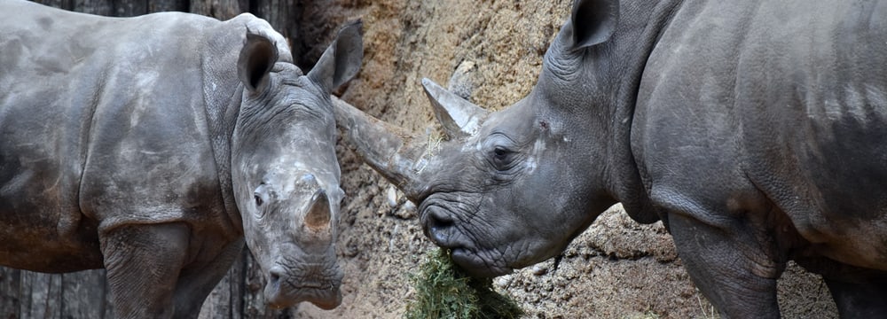 Breitmaulnashörner Talatini und Tanda im Giraffenhaus in der Lewa Savanne.