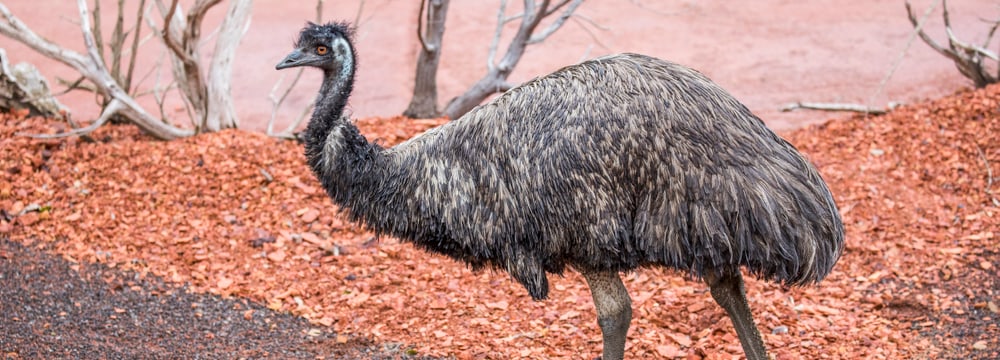 Emu im Zoo Zürich.