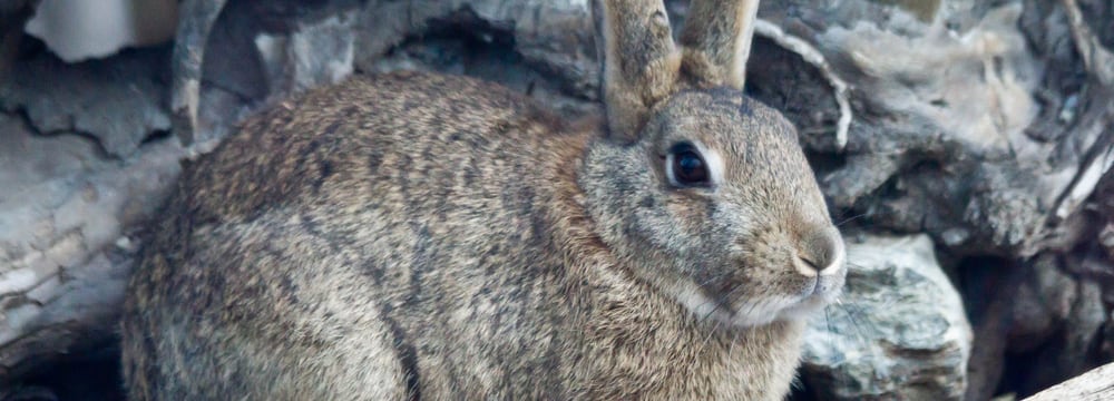 Wildkaninchen