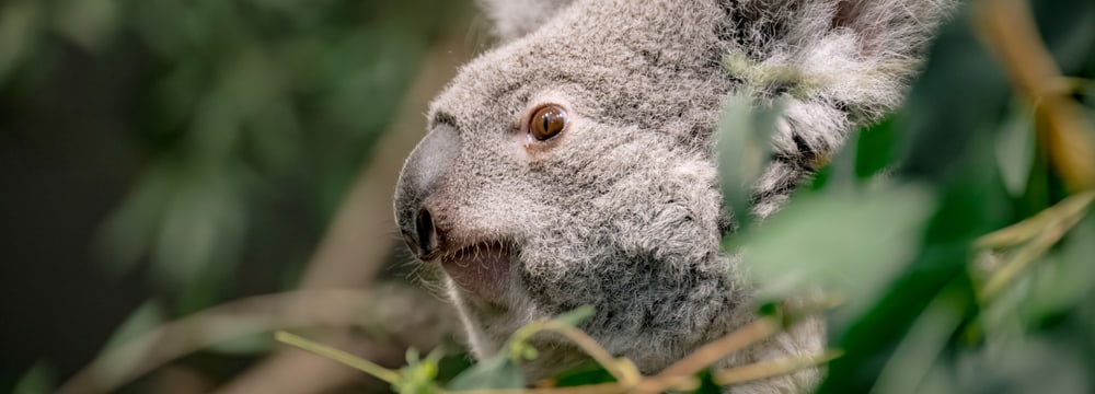 Koalaweibchen Téa im Zoo Zürich.
