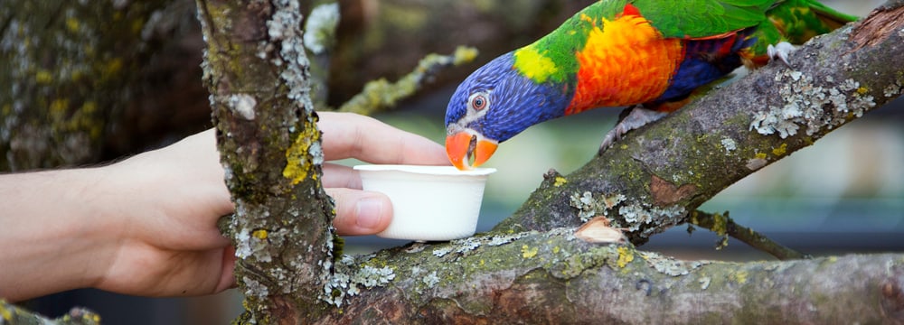 Foto: Zoo Zürich, Rita Schlegel Lorifütterung im Zoo Zürich.