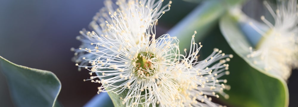 Blüte einer Eukalyptuspflanze