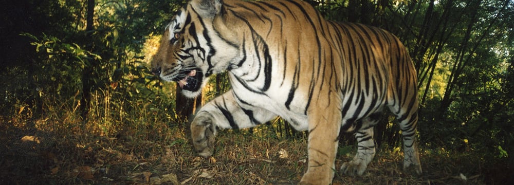Foto: WCS Thailand Tiger in Thailand