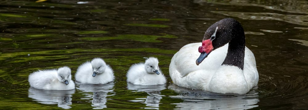 Schwarzhalsschwan mit Küken im Pantanal des Zoo Zürich.