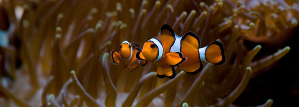 Foto: Zoo Zürich, Corinne Invernizzi Dreibinden-Anemonenfisch im Zoo Zürich.