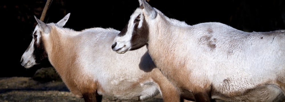 Arabische Oryx im Zoo Zürich.