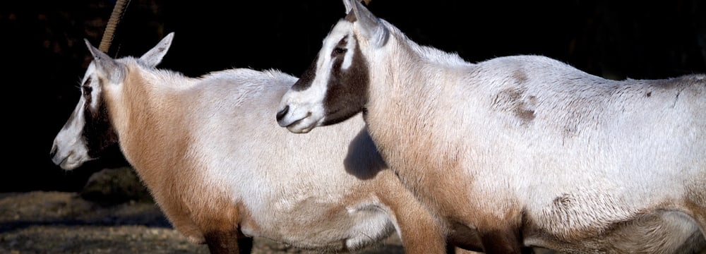 Foto: Zoo Zürich, Enzo Franchini Arabische Oryx im Zoo Zürich.