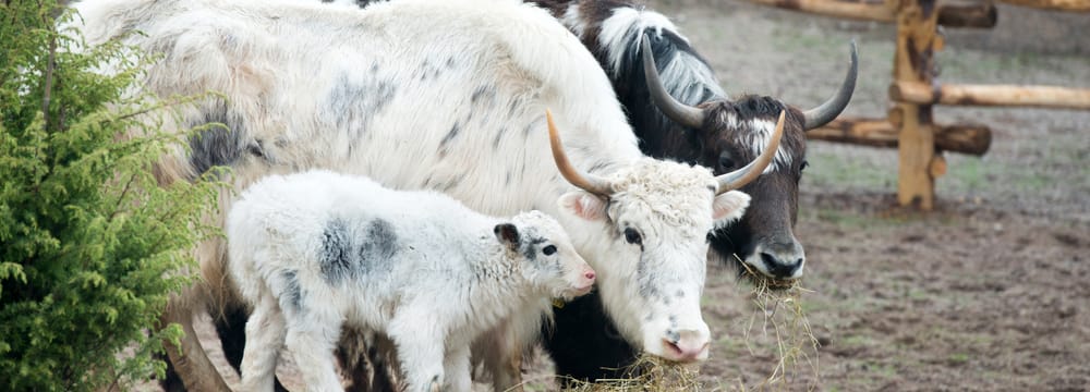 Foto: Zoo Zürich, Jean-Luc Grossmann Hausyaks im Zoo Zürich.