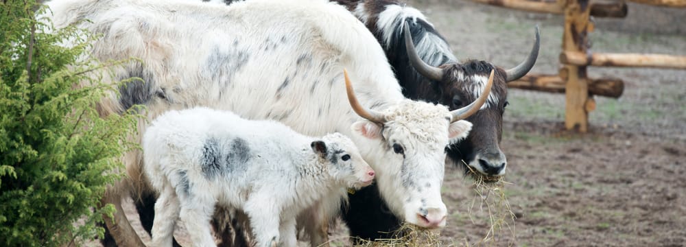 Hausyaks im Zoo Zürich.