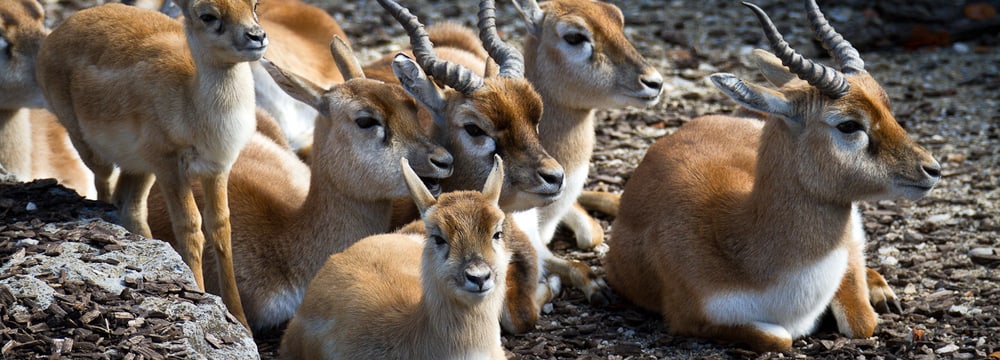 Hirschziegenantilopen im Zoo Zürich.