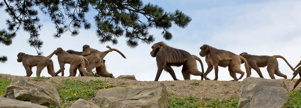Foto: Zoo Zürich, Peter Bolliger Dscheladas im Semien Gebirge des Zoo Zürich.